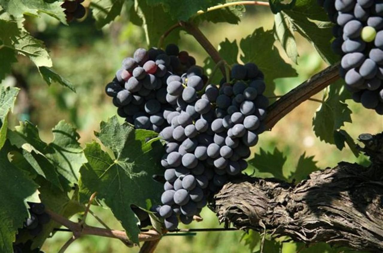 Agriturismo Fattoria Il Piano - Appartamento Focolare - ซานจีมิญญาโน ภายนอก รูปภาพ