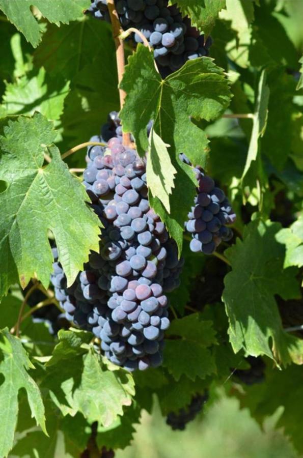 Agriturismo Fattoria Il Piano - Appartamento Focolare - ซานจีมิญญาโน ภายนอก รูปภาพ